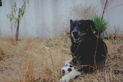 Black dog sitting on field