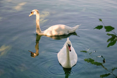 Swans swimming in lake