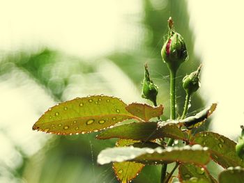 Close-up of wet plant leaves