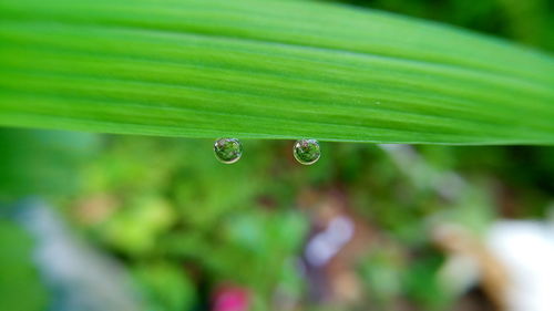 Close-up of wet leaf