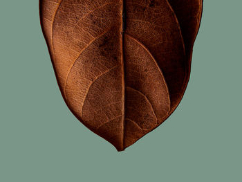 Close-up of dry leaf against white background