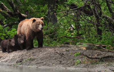 Bears at forest