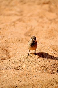 Close-up of bird on sand