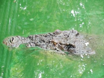 Close-up of crocodile swimming in water