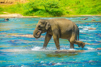 Elephant drinking water