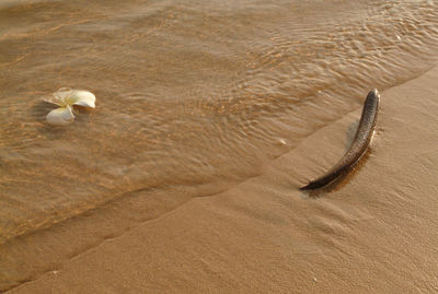 High angle view of shell on beach