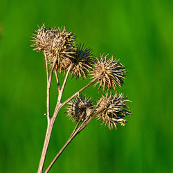 Close-up of wilted thistle
