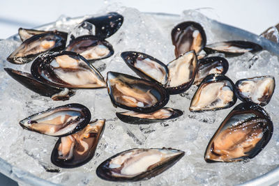 High angle view of shells