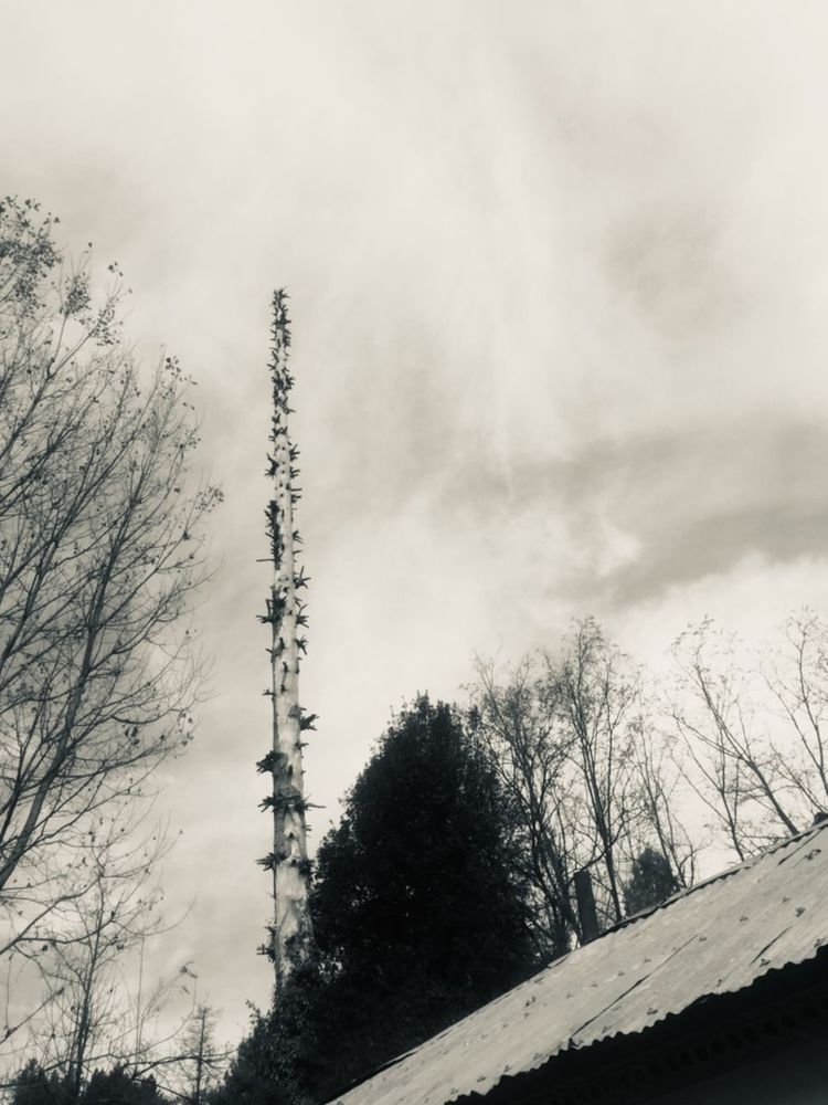 tree, sky, plant, cloud - sky, nature, cold temperature, no people, winter, beauty in nature, snow, day, bare tree, low angle view, tranquility, outdoors, tranquil scene, scenics - nature, branch, growth, power supply