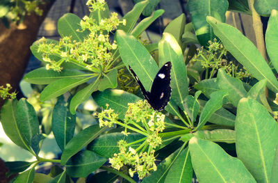 Close-up of black insect on plant