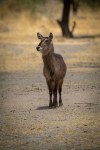 Female common waterbuck stands staring at camera