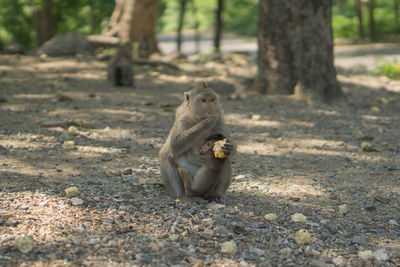 Squirrel eating food on a field