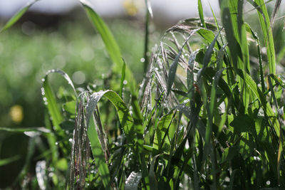 Close-up of wet grass