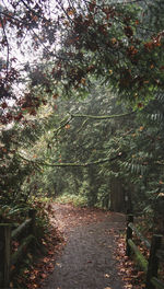 Road amidst trees against sky