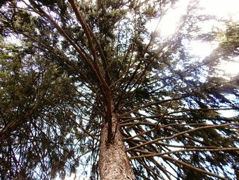 Low angle view of trees against sky