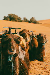 Camel on sand against sky