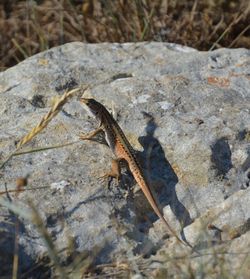 Close-up of lizard