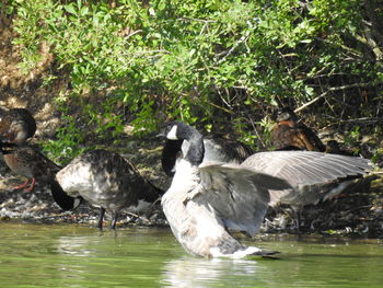 Birds in a lake