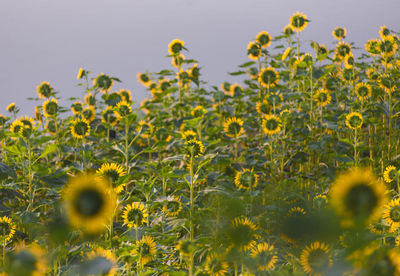 Close-up of yellow flowering plant on field