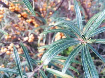 Close-up of leaves