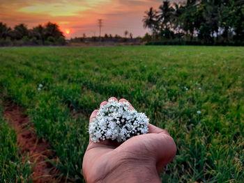 Midsection of person holding flowers on field during sunset