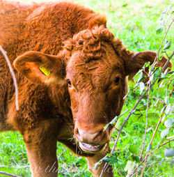 Cow in a field