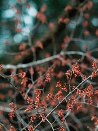 Close-up of flowering plant against blurred background