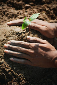 Farmer hand planting young tree on back soil as care and save wold concept