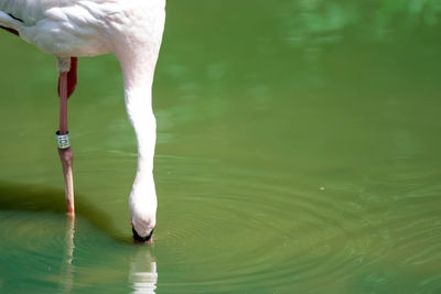 Swan drinking water in lake