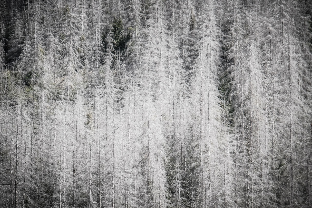 VIEW OF PINE TREES IN FOREST