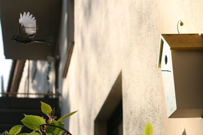 Low angle view of bird flying by house on sunny day