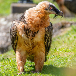 Close-up of a bearded vulture 