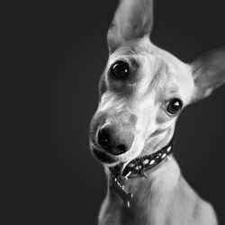 Close-up of a dog over black background