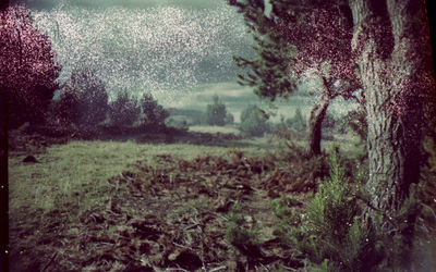 Trees on grassy field against sky