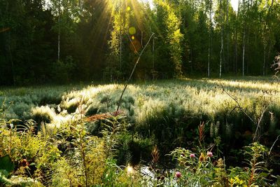 Scenic view of lake in forest