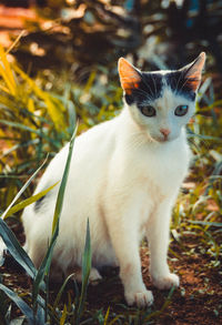 Portrait of a cat