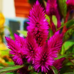 Close-up of purple flowers blooming outdoors