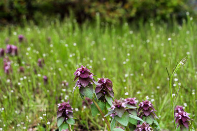 Close-up of purple flowering plant on field