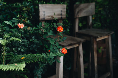 Orange rose blooming by chairs in back yard