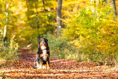Portrait of a dog in forest