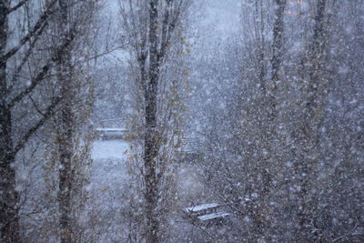 Snow covered trees in forest