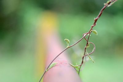 Close-up of plant