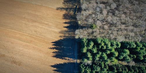 Plants growing on field