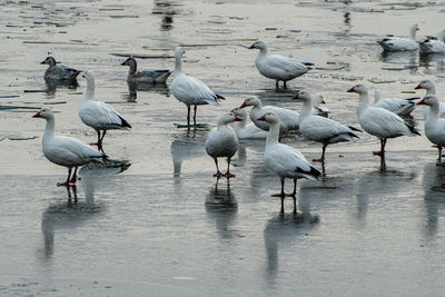 Flock of birds on beach