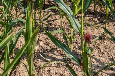 High angle view of flower plants on field