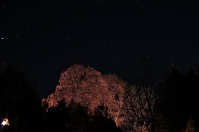 Low angle view of trees against sky at night