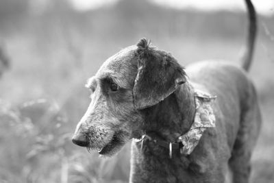 Close-up of dog outdoors