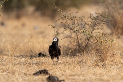 Bird perching on a field