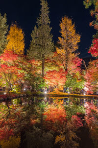 Trees by lake during autumn