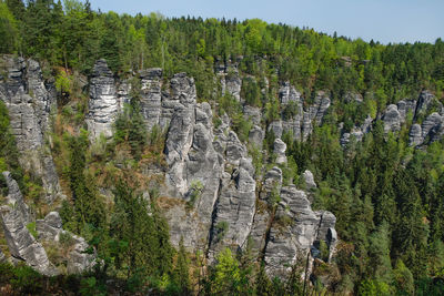 Pine trees in forest